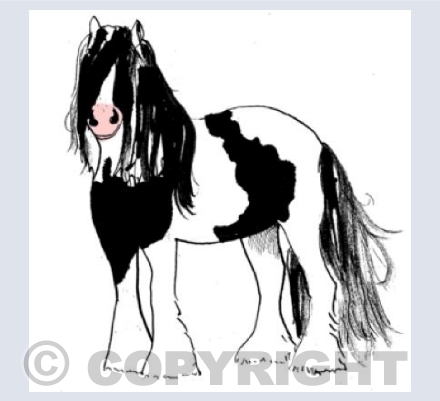 Gypsy Cob