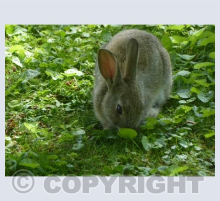 Bunny