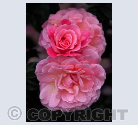pink rose