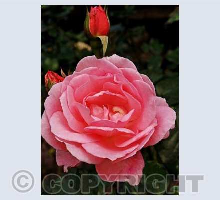 Pink rose 2
