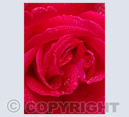 Love Rose