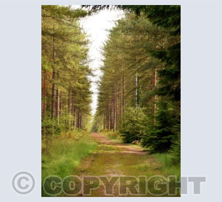 Moores Valley