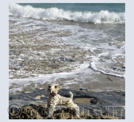 Ben digging at Prussia Cove