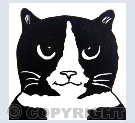 Black Cat with a bit of white