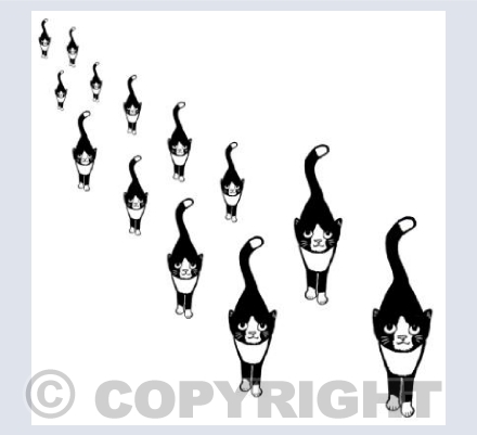Black and White Cats stalking