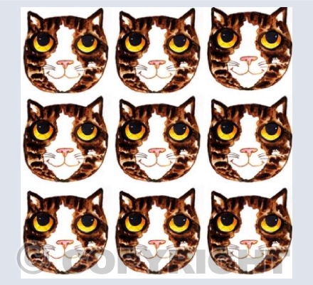 Brown and white tabby faces