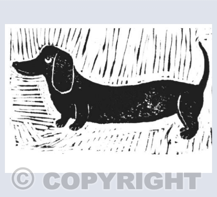 Daschund 