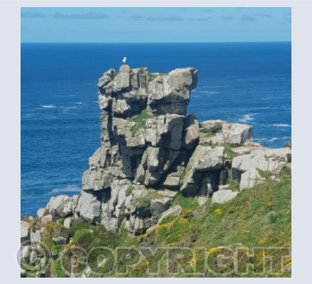 Carn Gloose and Seagull