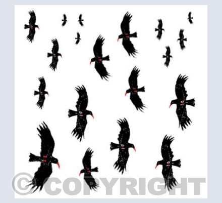 Flying Choughs