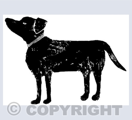 Black Labrador