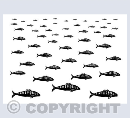 Mackerel