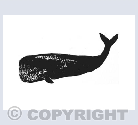 Whale