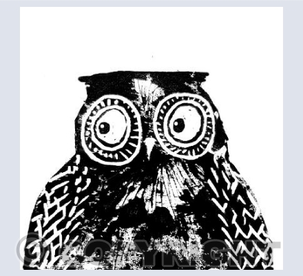 Skeptical Owl