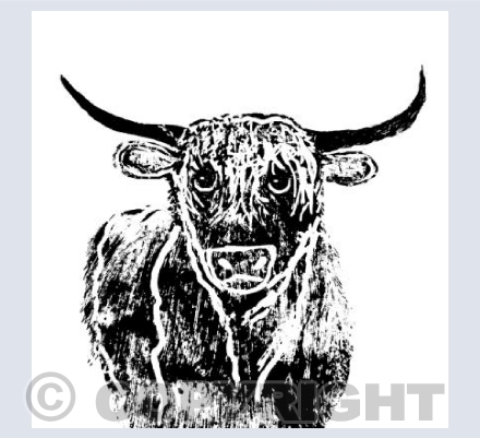 Highland Cow 1