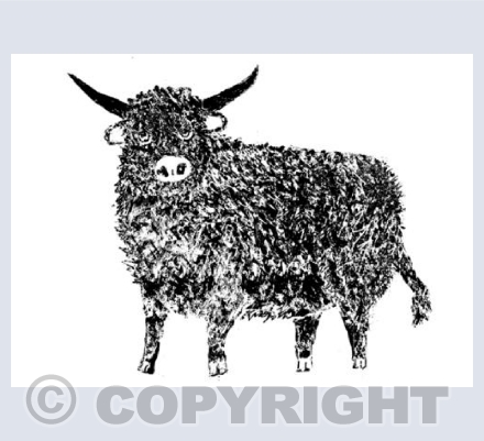 Highland cow 2