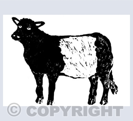 Beltie Cow
