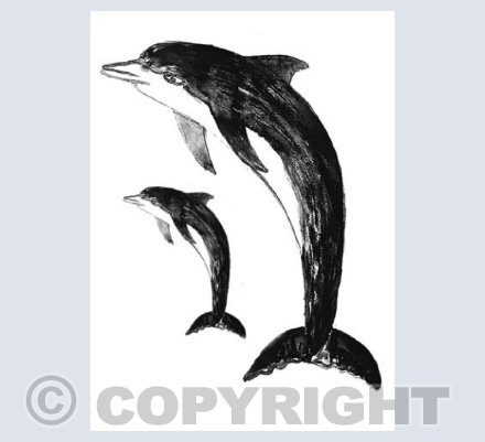 Dolphin and Calf