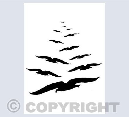 many seagulls