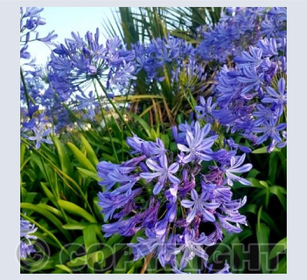 agapanthus