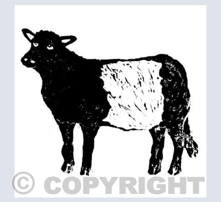 Beltie Cow Square