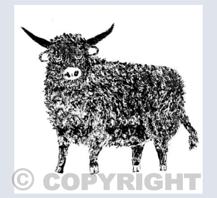 standing highland cow