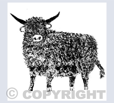 Highland Cow 2