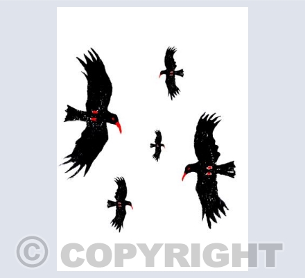 Cornish Choughs nearby