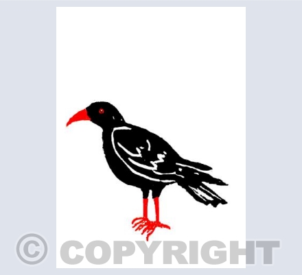 Big Chough