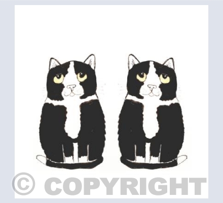 Black and white mirror cats