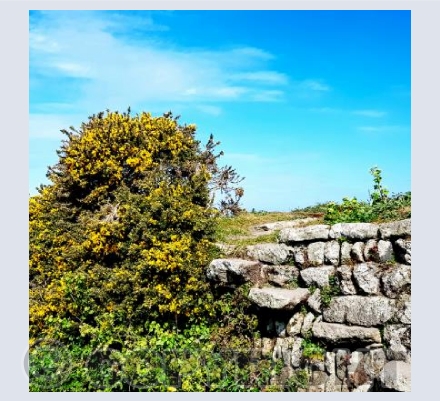 Boswedden Gorse 1