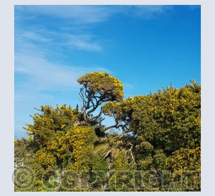 Boswedden Gorse 2