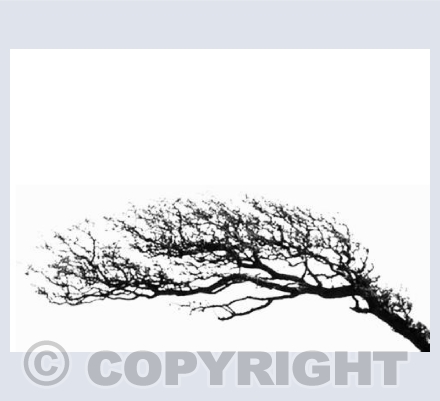 Windy Tree 1 - West Penwith 