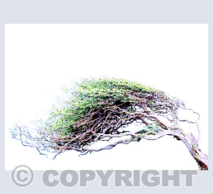 Windy Tree 2 - west penwith