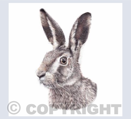 March Hare