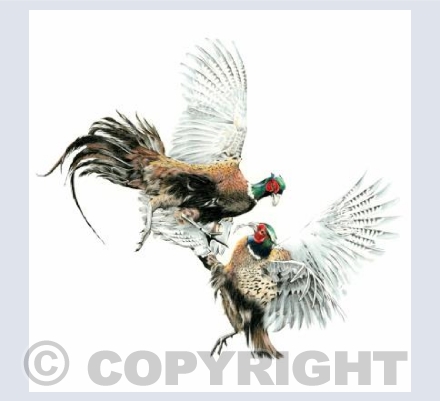 Pheasant Feud