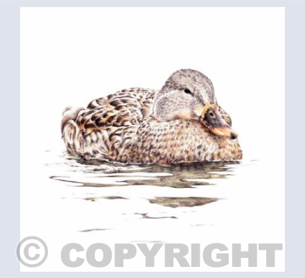 Sitting Duck