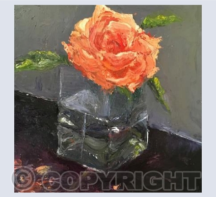 Orange Rose