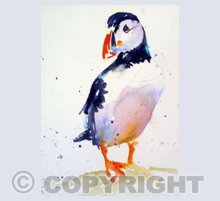 Puffin