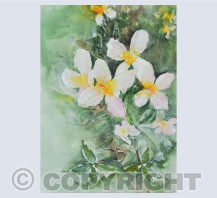 Rambling Clematis