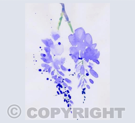 Wisteria