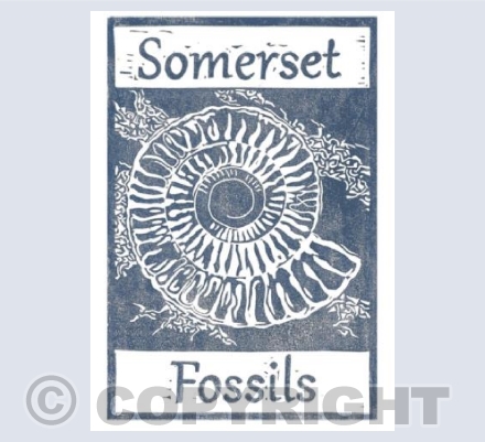 Somerset Fossils