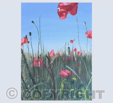 Field Edge Flowers 3