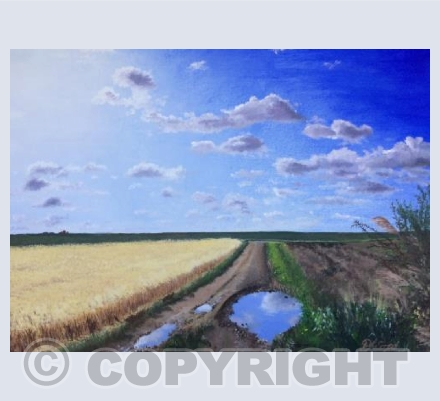 Fenland Track in the Sunshine