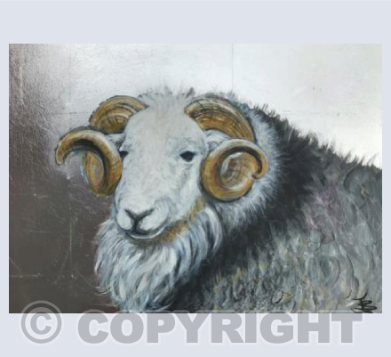 Herdwick