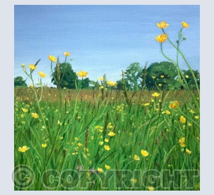 Buttercups in the Meadows