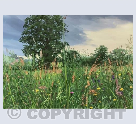 Evening Meadow