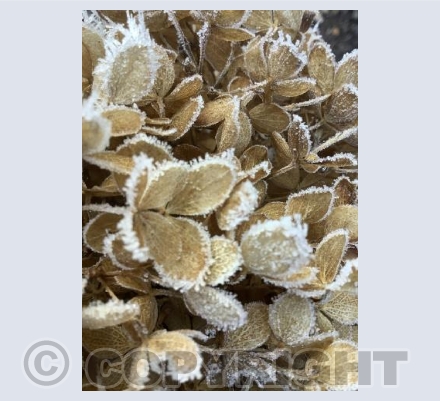 Frost