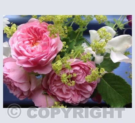 Roses