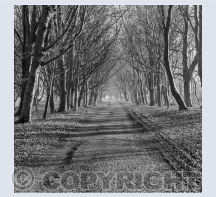 Savernake Forest