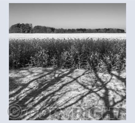 Near Bincknoll Castle